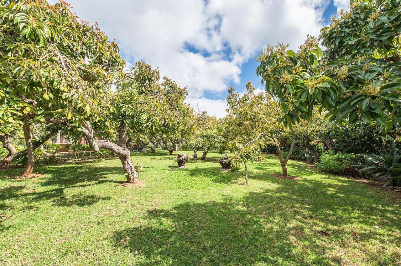 Homeforguest Rural House With Garden El Laurel Tacoronte Exterior foto
